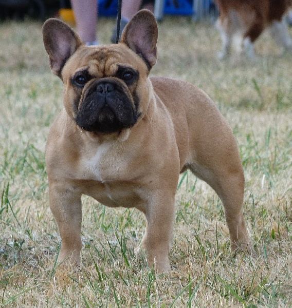 Harley du domaine de Bodaway