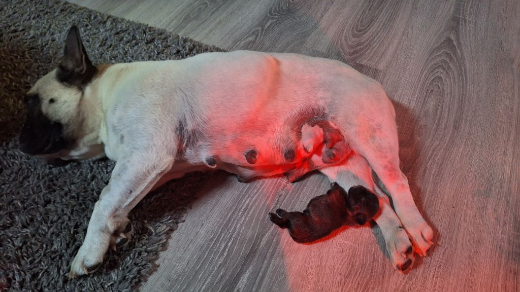 chiot Bouledogue français du moulin des dieux