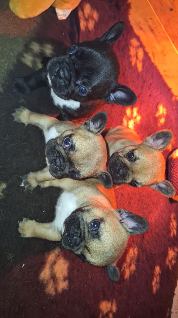 chiot Bouledogue français du moulin des dieux