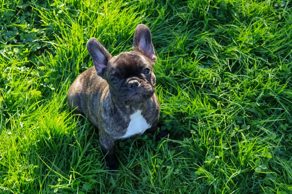 du moulin des dieux - Chiot disponible  - Bouledogue français