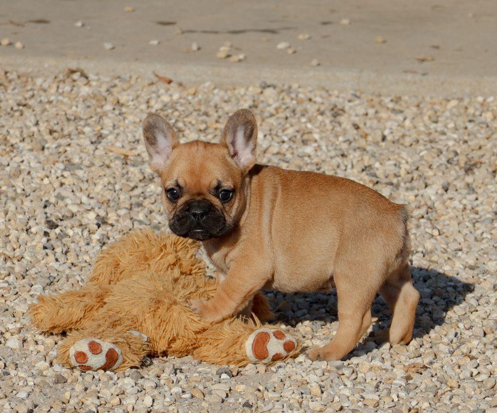 du moulin des dieux - Chiot disponible  - Bouledogue français