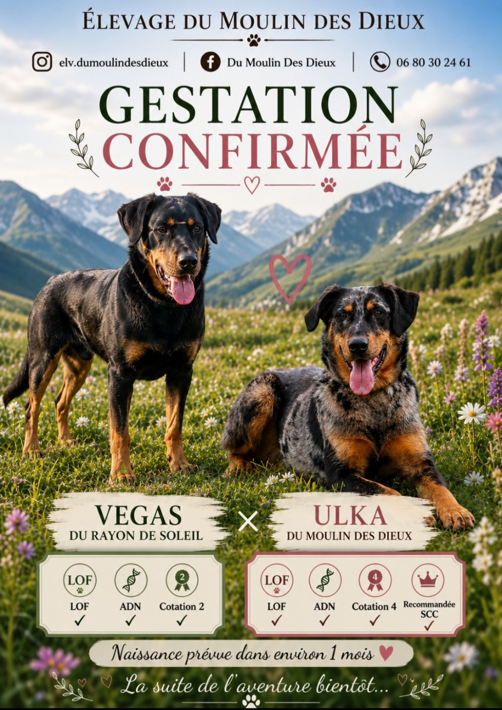 Naissance chiots Beauceron