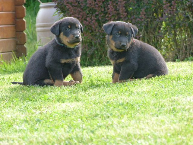 Bébés de Blitz et Délice