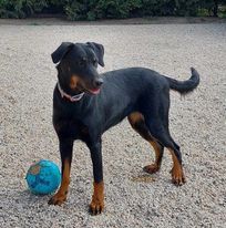 Bébés BEAUCERON