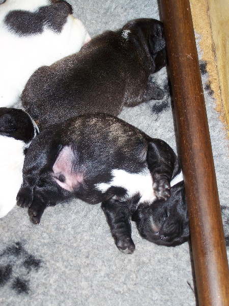 photos des bébés 