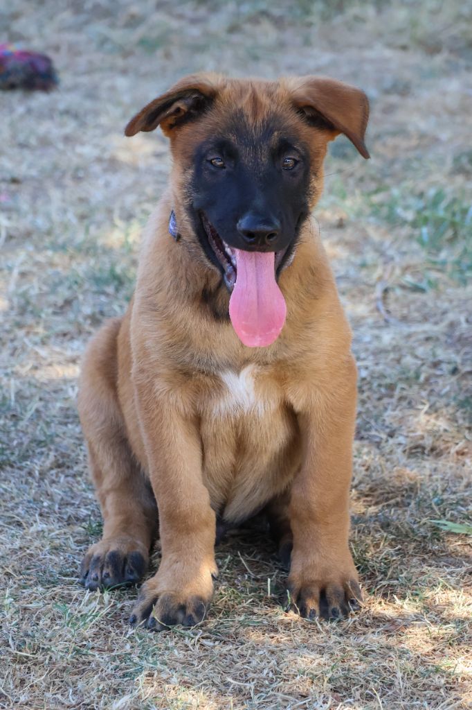 du moulin des dieux - Chiots disponibles - Berger Belge