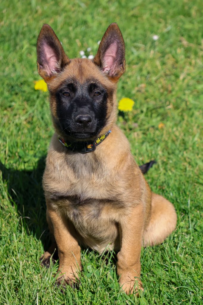 du moulin des dieux - Chiots disponibles - Berger Belge