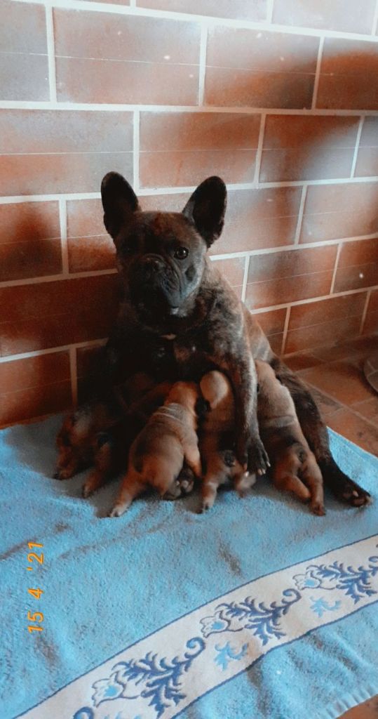 Chiot Bouledogue français du moulin des dieux