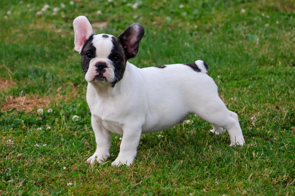 du moulin des dieux - Chiots disponibles - Bouledogue français
