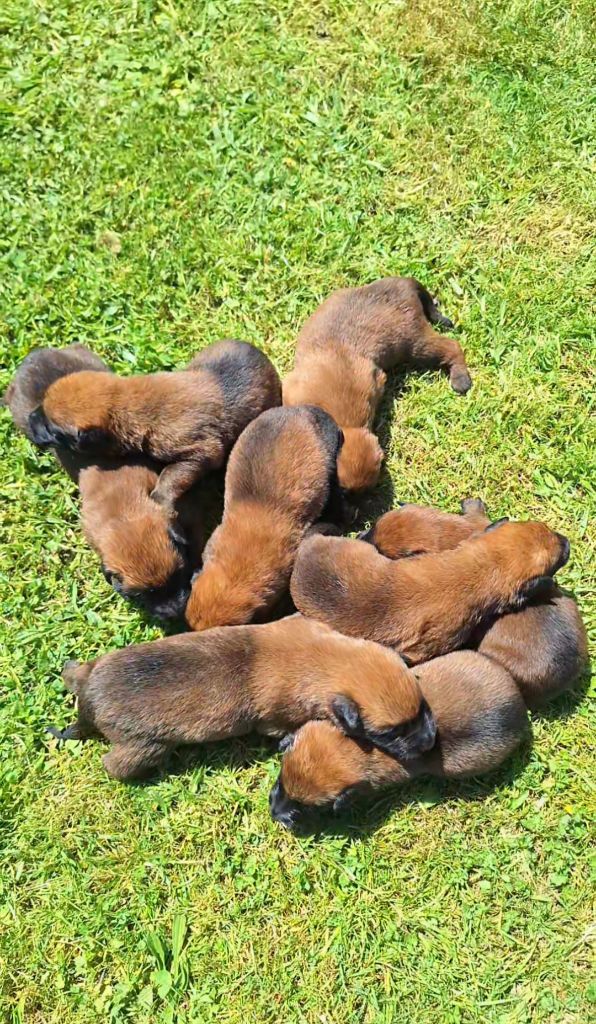 Chiot Berger Belge du moulin des dieux