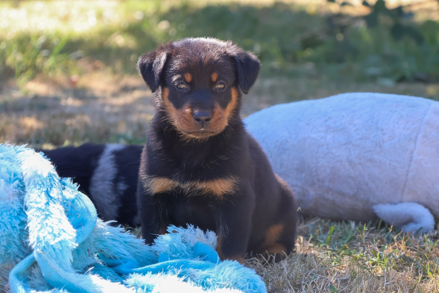 du moulin des dieux - Chiots disponibles - Berger de Beauce