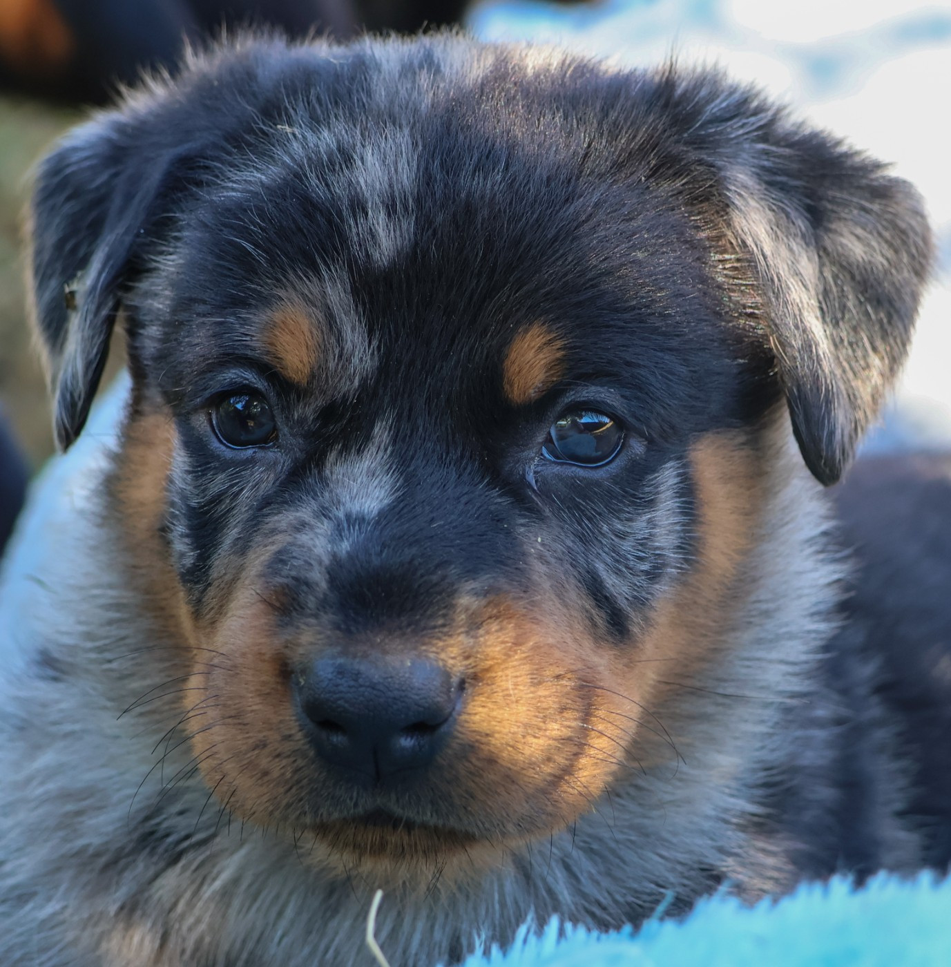 du moulin des dieux - Chiots disponibles - Berger de Beauce