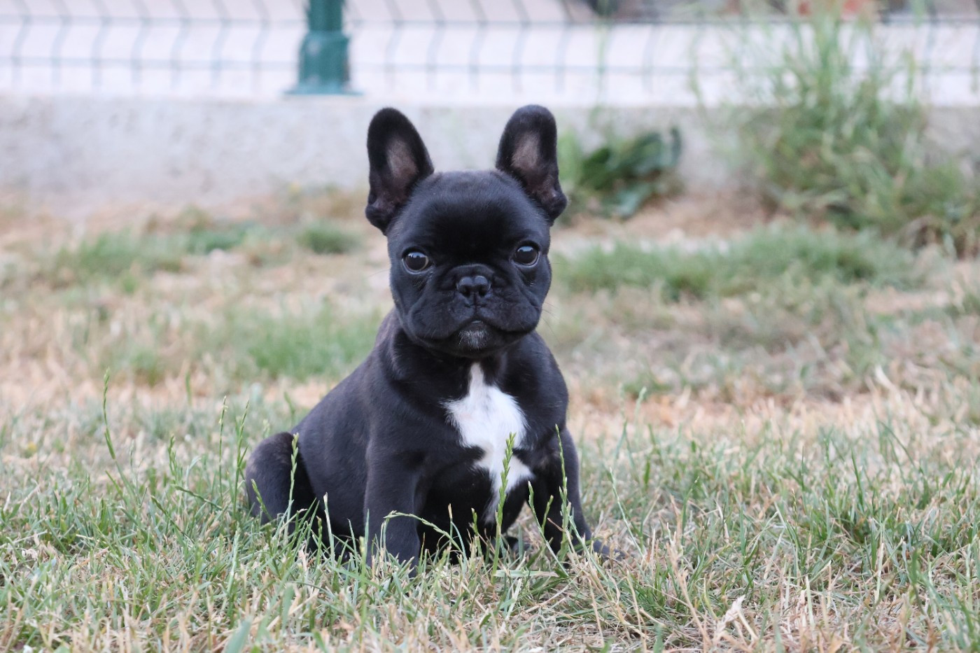 du moulin des dieux - Chiots disponibles - Bouledogue français