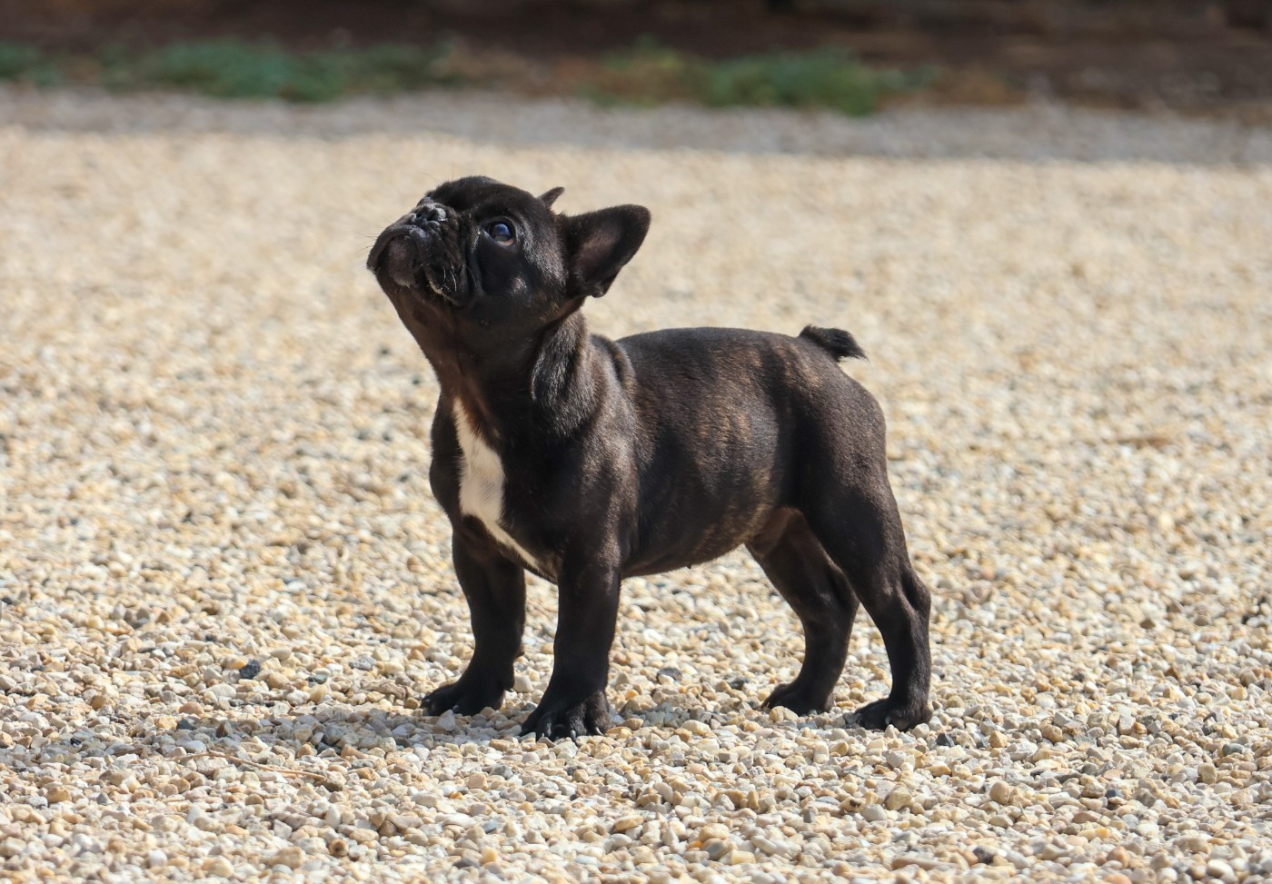 du moulin des dieux - Chiots disponibles - Bouledogue français