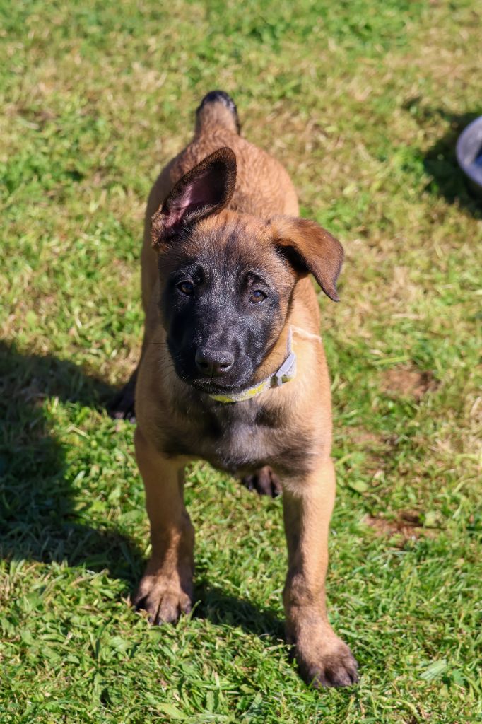 du moulin des dieux - Chiots disponibles - Berger Belge
