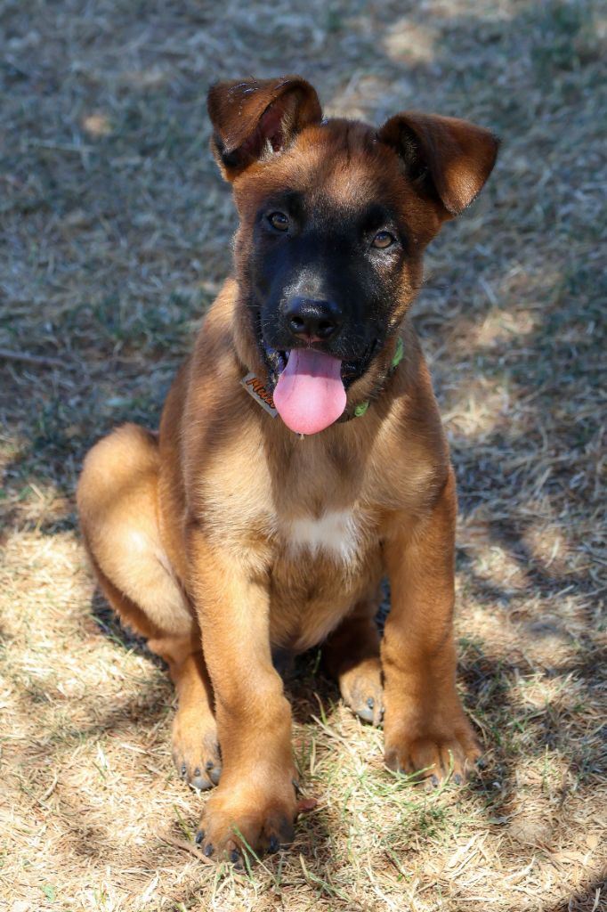 du moulin des dieux - Chiots disponibles - Berger Belge