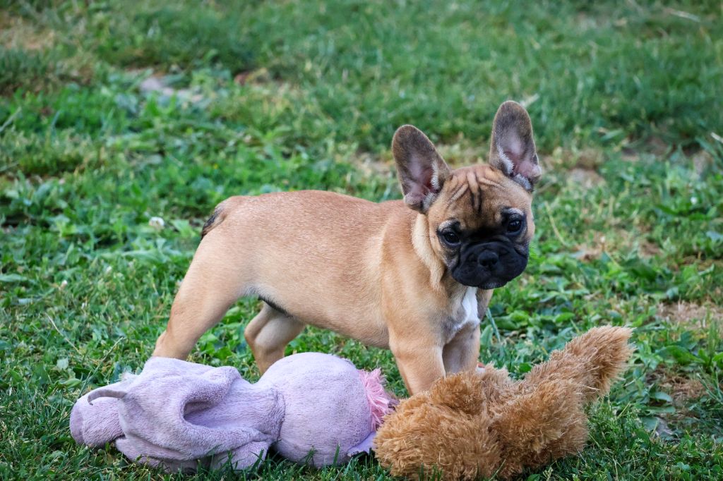 du moulin des dieux - Chiots disponibles - Bouledogue français