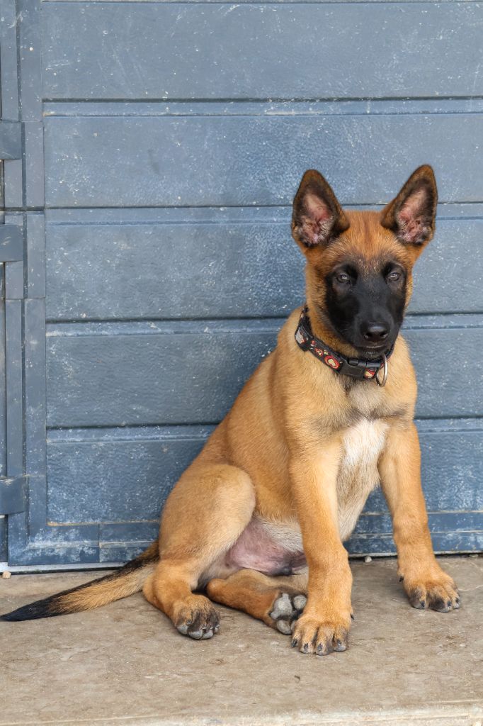 du moulin des dieux - Chiots disponibles - Berger Belge