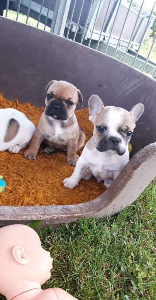 Chiot Bouledogue français du moulin des dieux