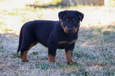 BENJIE