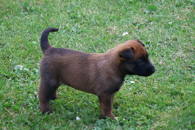 CHIOT
