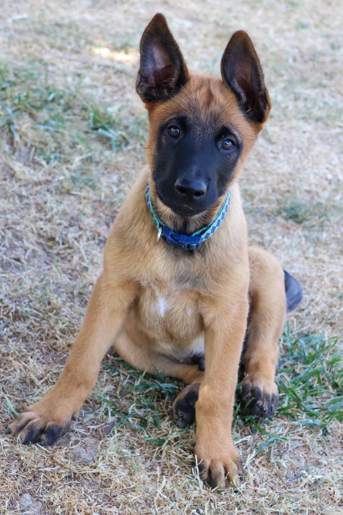 du moulin des dieux - Chiots disponibles - Berger Belge