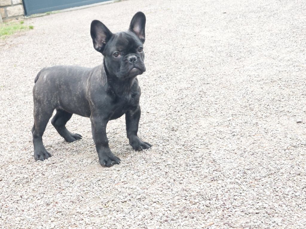 du moulin des dieux - Chiots disponibles - Bouledogue français