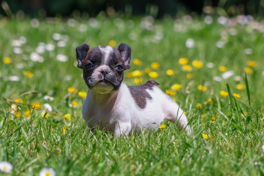 du moulin des dieux - Chiots disponibles - Bouledogue français