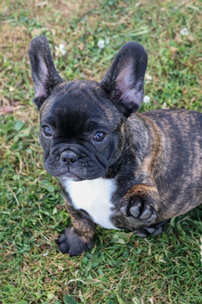 du moulin des dieux - Chiots disponibles - Bouledogue français