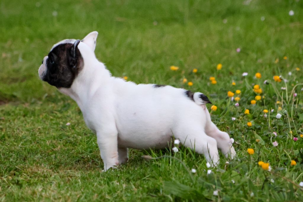 du moulin des dieux - Chiots disponibles - Bouledogue français