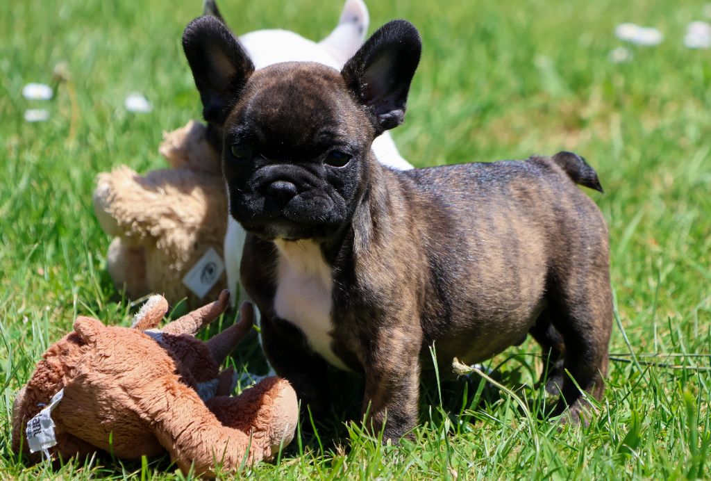 du moulin des dieux - Chiots disponibles - Bouledogue français