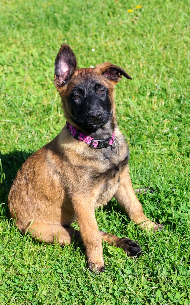 du moulin des dieux - Chiots disponibles - Berger Belge